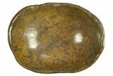 Polished Fossil Coral (Actinocyathus) Dish - Morocco #289008-1